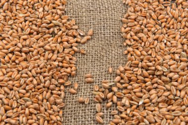 Kuru fasulye jüt arka plan resmi. Tarım, sağlıklı fo