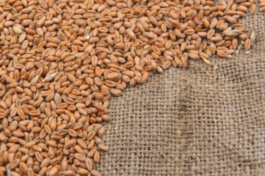 Kuru fasulye jüt arka plan resmi. Tarım, sağlıklı fo