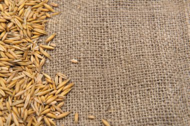 Kuru arpa fasulye jüt arka plan resmini. Tarım,