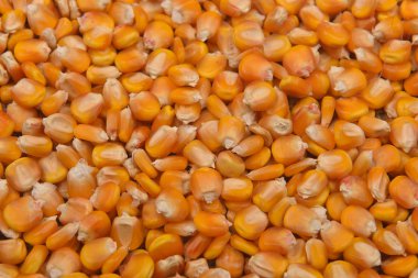 Mısır arka plan olarak kuru fasulye. Doku. Sağlıklı b kavramı