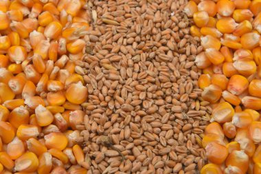 Satırları fasulye kurutulmuş Mısır ve buğday jüt tuval üzerine geri yalan