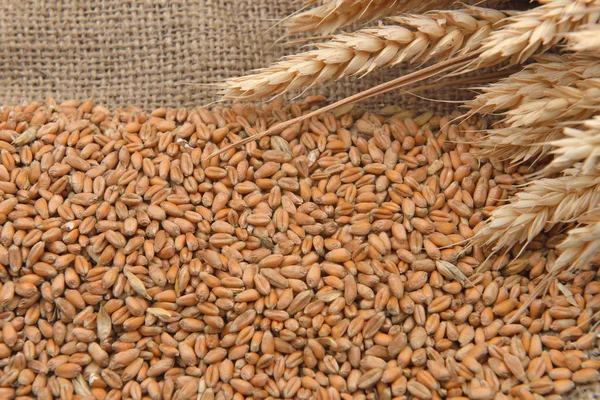 Foto van droge bonen en tarwe oren op jute-achtergrond. Agricult — Stockfoto