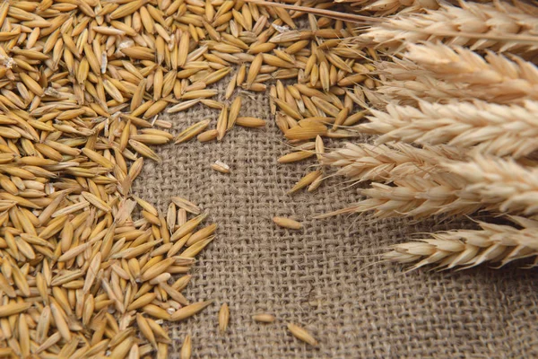 Foto van droge gerst bonen en tarwe oren op jute achtergrond. A — Stockfoto