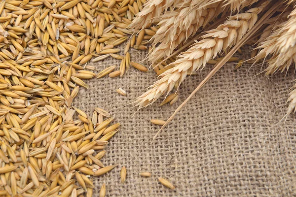 Зображення сухих ячмінних бобів та вух пшениці на фоні джуту. А — стокове фото
