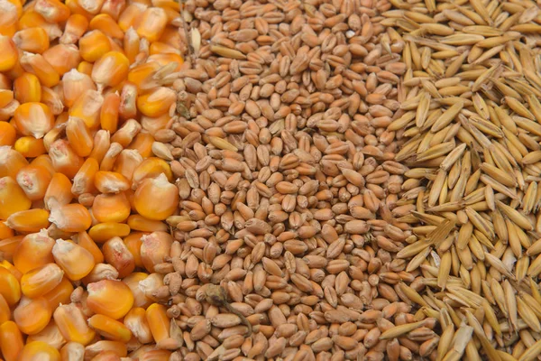 Lijnen van bonen van gedroogde maïs, haver en tarwe liggen op jute doek — Stockfoto