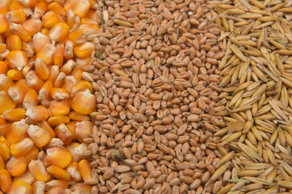 Линии бобов из сушеной кукурузы, овса и пшеницы лежат на холсте джута — стоковое фото