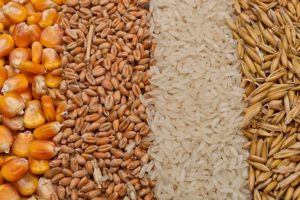 Линии бобов из сушеной кукурузы, овса, риса и пшеницы лежат на джуте — стоковое фото