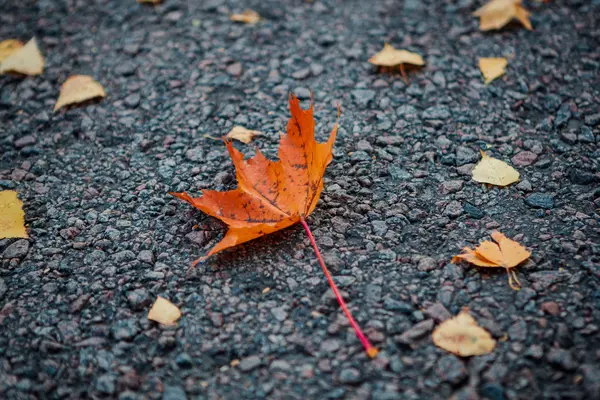 Autumn road in the day — Stock Photo, Image