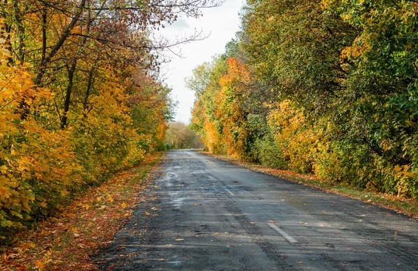 Estrada de outono no dia — Fotografia de Stock