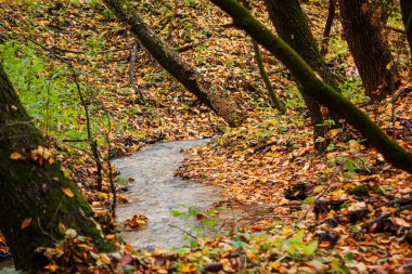sonbahar ormandaki Creek