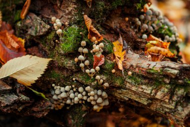 Yakın çekim yaşlı bir ağaç üzerinde mantar güdük