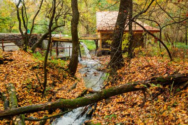 sonbahar ormandaki Creek