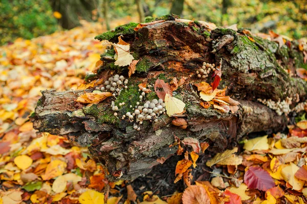 Mushrooms on an old tree stump close-up — Stock Photo, Image