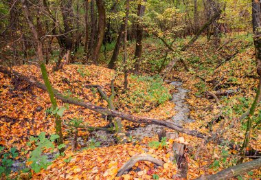 sonbahar gün parkta