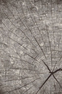 Vektör grunge doku arka plan. Doğal ahşap doku.