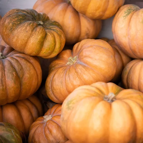 Narancs és zöld tök a szabadtéri piacon. Színes őszi Hálaadás háttér. — Stock Fotó