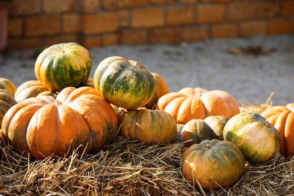 Narancs és zöld tök a szabadtéri piacon. Színes őszi hálaadási háttér másolási hely a szöveg. — Stock Fotó