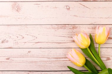 Bahar arka planı. Ahşap arka planda renkli çiçek açan laleler. Boşluğu kopyala