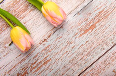 Bahar arka planı. Ahşap arka planda renkli çiçek açan laleler. Boşluğu kopyala