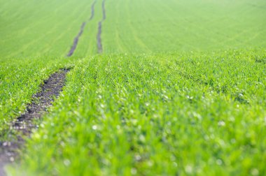 .Genç yeşil buğday tarlada yetişir. Buğday filizli sıralar. Güneşli bahar sabahı.