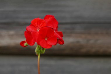 Red flower on blurred wooden background.