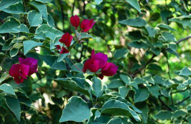 flower with green foliage close-up