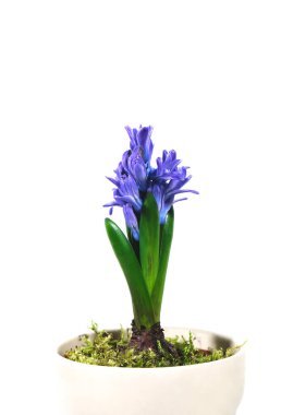 Beyaz arka planda mor sümbül çiçeği. Yazıtlar için boş bir yer var..