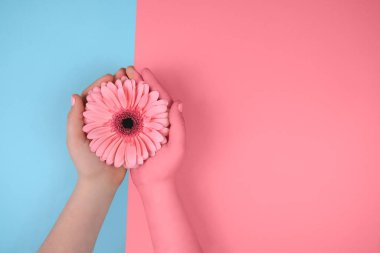 Mavi ve pembe arka planda Gerbera çiçekli eller