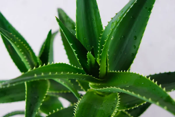 Aloe com folhas verdes brilhantes e gotas de água perto — Fotografia de Stock