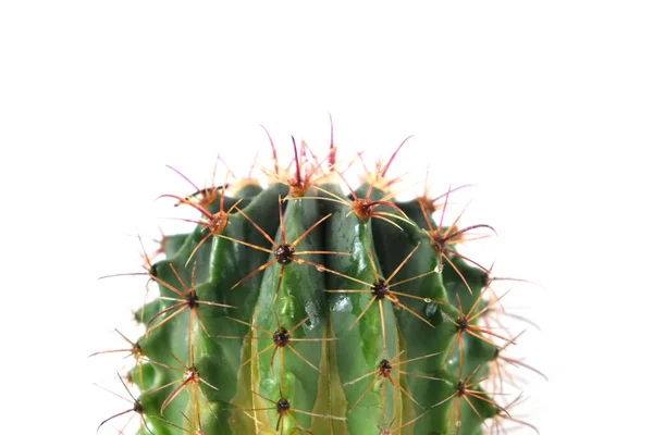 Izolovaný pohled zblízka na kaktus — Stock fotografie