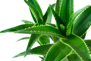 Parlak yeşil yaprakları ve su damlacıklarıyla yakından bakan Aloe..