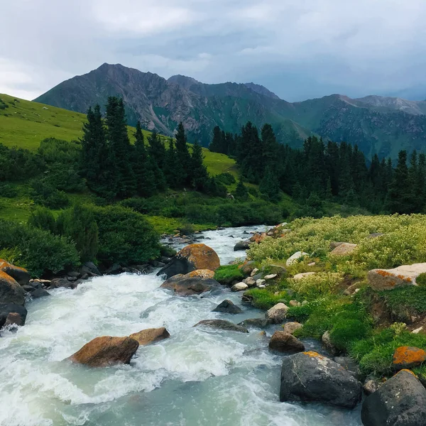 Mountain landscape with a stormy river, stones and fir trees.