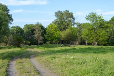 Mutluluğa giden orman yolu