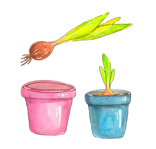 Pembe ve mavi saksılı suluboya resimleme ve beyaz arka planda bir bitki ampulü