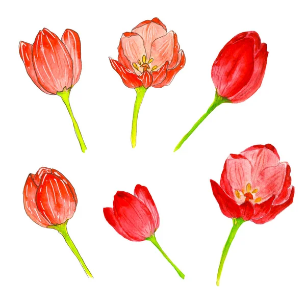 Watercolor illustration. Six red tulips on a white background