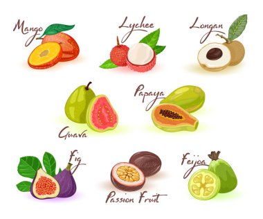 Egzotik meyve çeşitleri mango, lychee, longan, papaya, guava, incir, tutku meyvesi, feijoa.