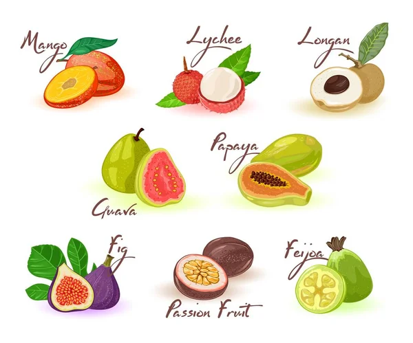 Surtido de frutas exóticas mango, lichi, longan, papaya, guayaba, higo, maracuyá, feijoa . — Vector de stock