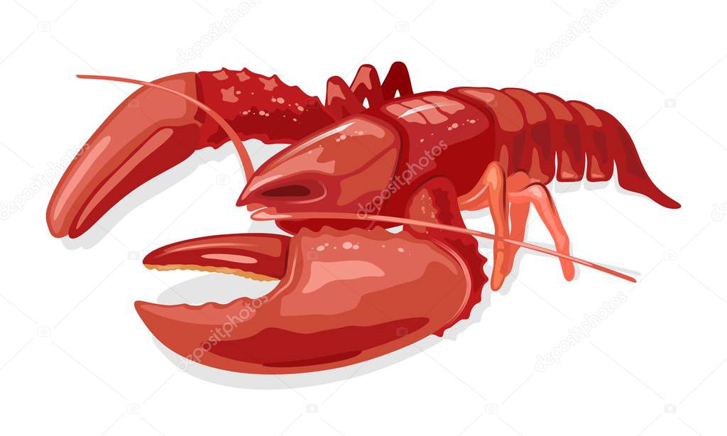 Cooked boiled red lobster or langouste. Seafood. Marine animal.