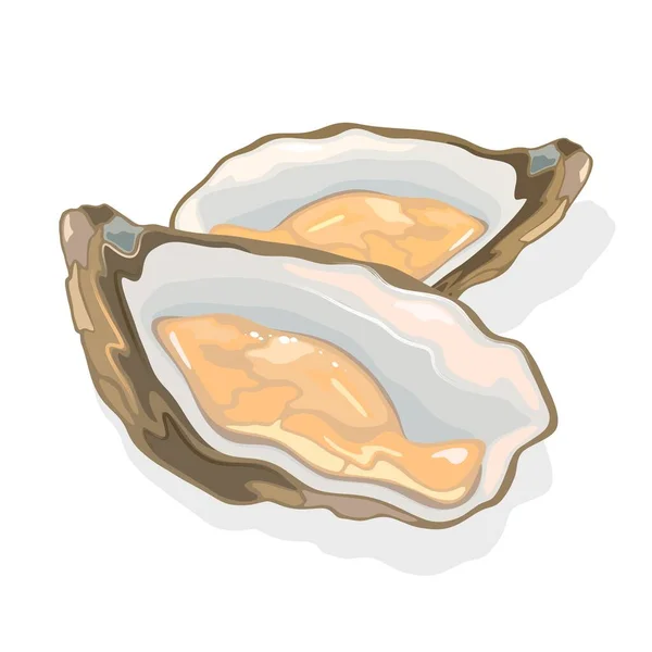 Marisco aberto, ostras com corpo suave em uma concha. Molusco bivalve de amêijoa. Frutos do mar para gourmet . — Vetor de Stock
