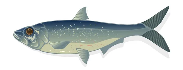 Śledź surowy, solony lub marynowany. Ryby oceaniczne i morskie zbierane na ich mięso i jaja. — Wektor stockowy