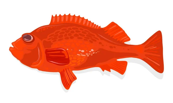 Rockfish, cantarilho-acadiano é um peixe marinho de águas profundas do gênero sebastes com corpo laranja-avermelhado . — Vetor de Stock