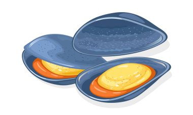 Açık mavi deniz midyesi, istiridye. Taze deniz ürünleri. Çift valf yumuşakçaları.