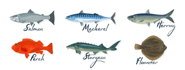 Velký set s mořskými rybami a nápisy losos, makrela, okoun, sleď obecný, jeseter, platýs. — Stockový vektor