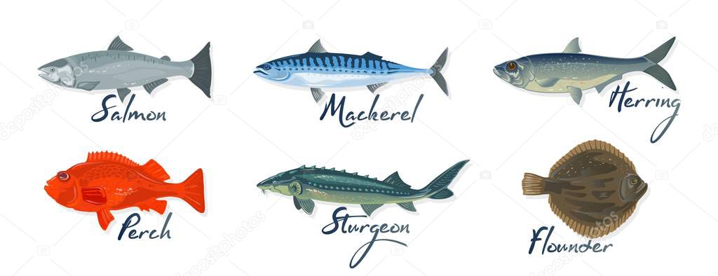 Big set with marine fishes and lettering salmon, mackerel, perch, herring, sturgeon, flounder.