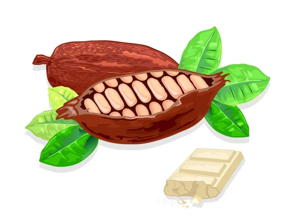 Kakaobohnen sind Zutaten zum Kochen köstlicher weißer Schokolade. — Stockvektor