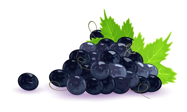 Bunch of black grapes with tendrils and green leaves. Ripe juice sweet berries. — Stock Vector
