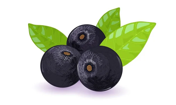 Buah palem matang atau acai berry dengan daun hijau. Bulat hitam-ungu buah . - Stok Vektor