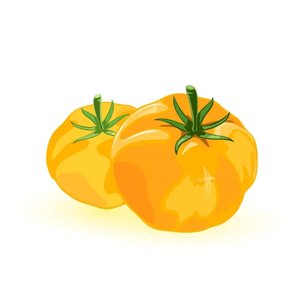 Δύο φρέσκια κίτρινη ντομάτα με ουμάμι γεύση. Τα ώριμα ζουμερά λαχανικά είναι πηγή μετάλλων, βιταμινών, διαιτητικών ινών. — Διανυσματικό Αρχείο