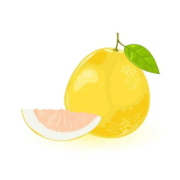 Pomelo or shaddock whole with green leaf and segment of it. Yellow sweet largest citrus fruit. — Stock Vector