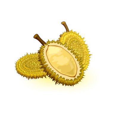 Yuvarlak şekilli, yeşilimsi kahverengi kabuklu ve soluk sarı lezzetli etli Durian. Yenilebilir meyve.